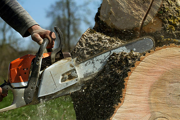 The Steps Involved in Our Tree Care Process in Hatch, NM